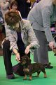 Crufts2010 798